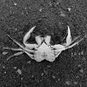 dode krab 5-7-2014 3310